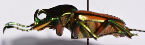 Phaedimus lumawigi